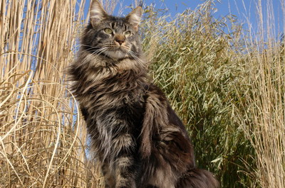 http://www.kielmoor.de/files/kater/gino/kielmoor_maine_coon_kater_gino_3_.jpg