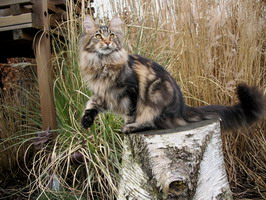 maine_coon_katze_zuechter_goofy10.jpg