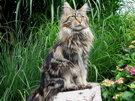 maine_coon_katze_zuechter_goofy7.jpg