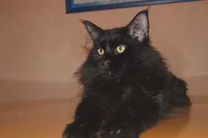 kielmoor_maine_coon_kater_zuechter_nelsi_2.jpg