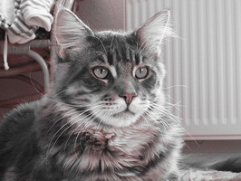 kielmoor_maine_coon_kater_jankee_1_1.jpg