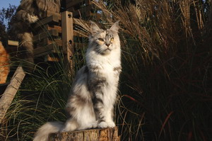 kielmoor_maine_coon_katze_aimee_08.jpg