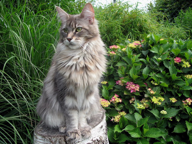 maine_coon_katzen_zucht_3.jpg