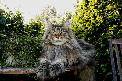 kielmoor_maine_coon_kastrat_goofy_2.jpg
