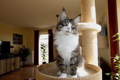 kielmoor_maine_coon_kater_bob_05.jpg