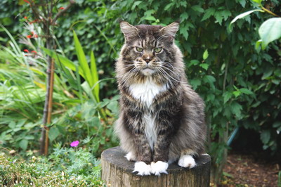 Kielmoor Maine Cattery - Maine Coon Züchter in Ostfriesland - Kastraten