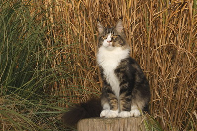 kielmoor_maine_coon_kater_marley_01.jpg