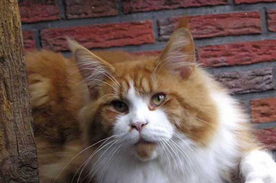 witchbreeds_maine_coon_kater_panic_1.jpg