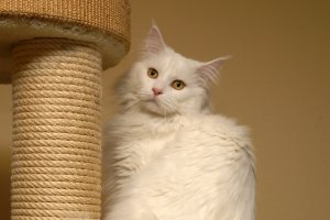 quincy_maine_coon_cattery_kater_katze_kitten_kitty_02.jpg