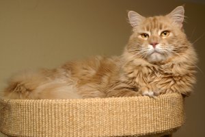 rocky_maine_coon_cattery_kater_katze_kitten_kitty_02.jpg