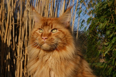 kielmoor_maine_coon_kater_sanchez_8.jpg