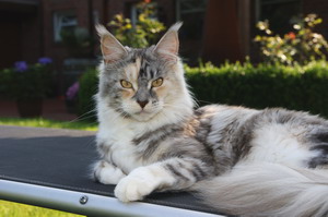 kielmoor_maine_coon_katze_aimee_05.jpg
