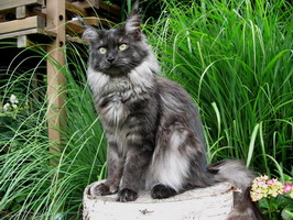 maine_coon_katze_zuechter_chioma10.jpg