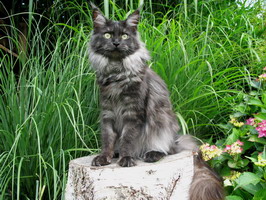 maine_coon_katze_zuechter_chioma11.jpg