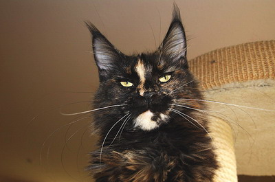 kielmoor_maine_coon_katze_india_p_34.jpg