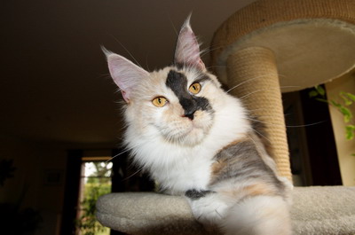 kielmoor_maine_coon_katze_jehnna_10.jpg