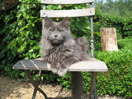 maine_coon_katze_zuechter_jozie7.jpg