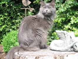 maine_coon_katze_zuechter_jozie8.jpg