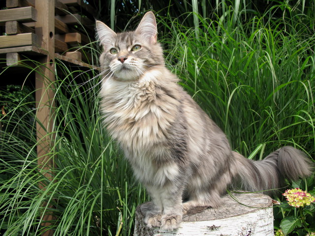 maine_coon_katzen_zucht_6.jpg