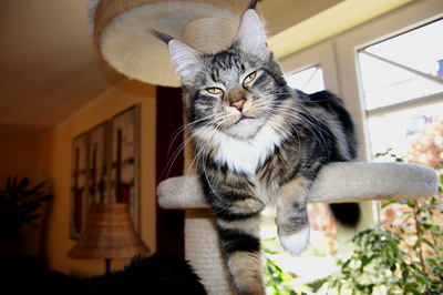 kielmoor_maine_coon_katze_nannylue_1_1.jpg