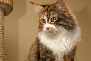 nikita_maine_coon_cat_01.jpg