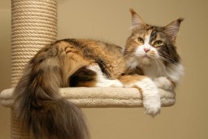 nikita_maine_coon_cat_02.jpg