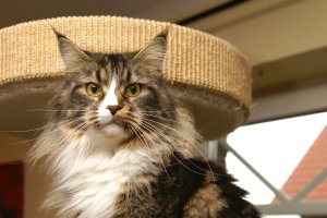 paula_maine_coon_cat_01.jpg