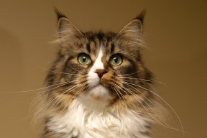 paula_maine_coon_cat_02.jpg