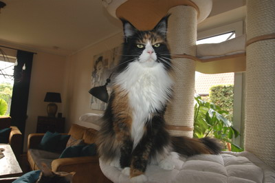 kielmoor_maine_coon_katze_pauline_01.jpg