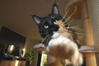 kielmoor_maine_coon_katze_ruby_02.jpg