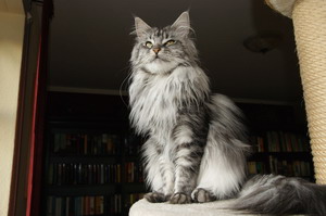 kielmoor_maine_coon_katze_xenia_01.jpg