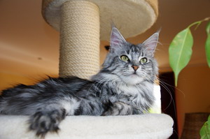 kielmoor_maine_coon_katze_xenia_08.jpg