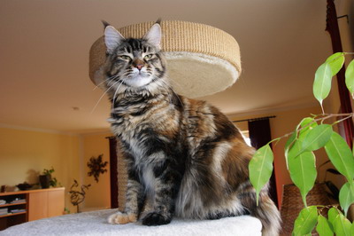 kielmoor_maine_coon_kastratin_zoe_1.jpg