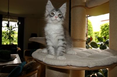 kielmmor_kitten_c_wurf_cooper_3.jpg