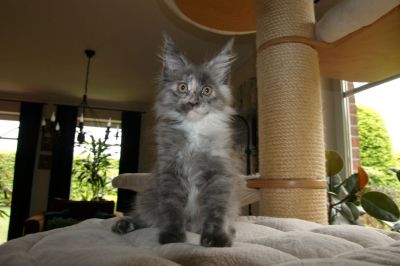 kielmoor_kitten_c-wurf_charlotte_4.jpg