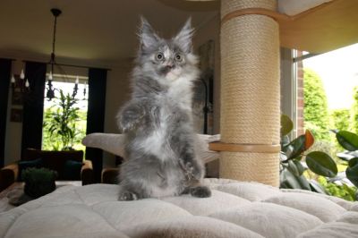 kielmoor_kitten_c_wurf_charlotte_1.jpg