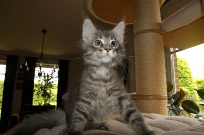 kielmoor_kitten_c_wurf_chester_1.jpg