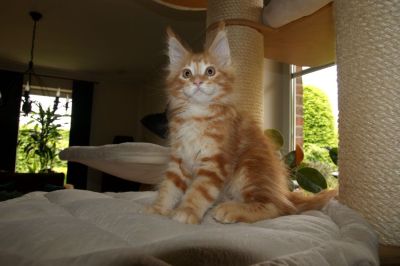 kielmoor_kitten_c_wurf_chilli_1.jpg