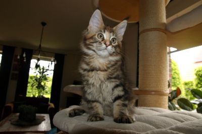 kielmoor_kitten_c_wurf_cookie_3.jpg