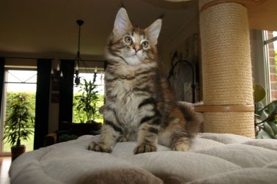kielmoor_kitten_c_wurf_cookie_4.jpg