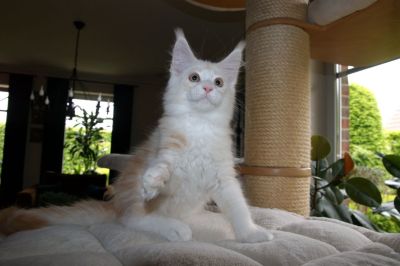 kielmoor_kitten_c_wurf_cupa_2.jpg