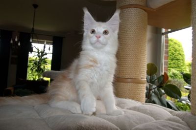 kielmoor_kitten_c_wurf_cupa_3.jpg