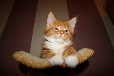 kielmoor_kitten_h_wurf_henry26.jpg