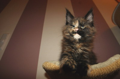 kielmoor_kitten_h_wurf_hermine25.jpg