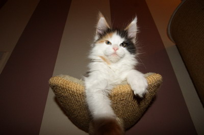 kielmoor_kitten_h_wurf_hetty23.jpg