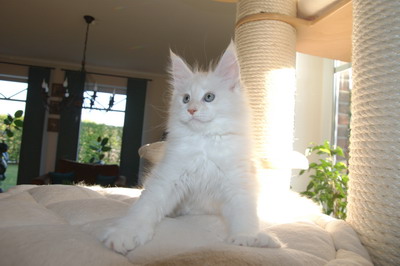 kielmoor_kitten_sally_p_33.jpg