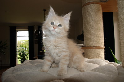 kielmoor_kitten_u_wurf_kater_creme_15.jpg