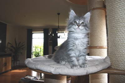 kielmoor_kitten_u_wurf_katze_blue_13.jpg