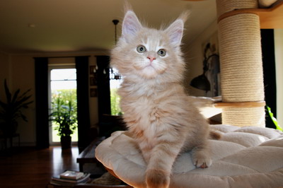 kielmoor_kitten_u_wurf_katze_creme_13.jpg
