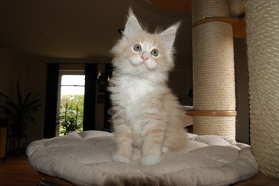 kielmoor_kitten_u_wurf_katze_creme_white_14.jpg